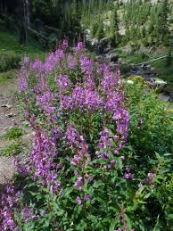 They wanted an official flower to enter in a floral exhibit at the 1893 world's fair in chicago. Fireweed