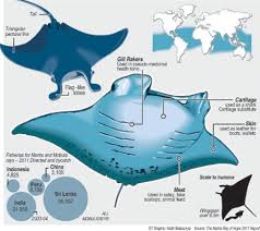 Manta Ray Struggles For Survival The Sundaytimes Sri Lanka Manta Ray Manta Marine Animals