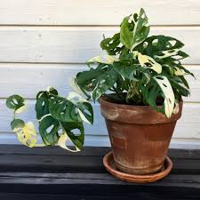 Monstera Adansonii Archipelago Plants Pretty Plants House Plants