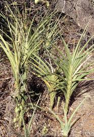 Image result for Sansevieria dawei