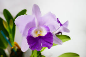 Image result for Stanfieldiella