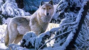 Check spelling or type a new query. Animal Wallpaper White Wolf Wallpapers For Android Hd Backgrounds Desktop Background