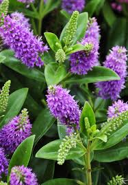 Image result for shrubby veronica hebe