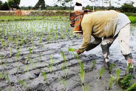 Perkembangan upah dan produktiviti buruh di malaysia di sektor pembuatan boleh dilihat dalam ladual i. Upah Riil Buruh Tani Naik Tipis Jadi Rp 38 278 Per Hari