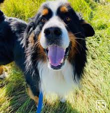 See the rescue links to quickly access bernese rescue contacts located throughout the us. Adopt A Dog Album On Imgur