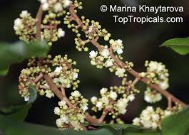 Image result for Carapa