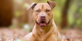 Meclis Ten Pitbull Onlemi