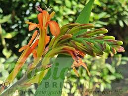 Image result for Maranthes floribunda