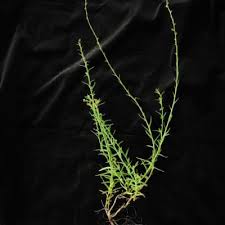 Image result for Wahlenbergia paludicola