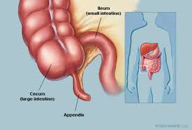 appendix anatomy appendix picture location definition