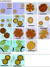 Image result for Plicosepalus amplexicaulis