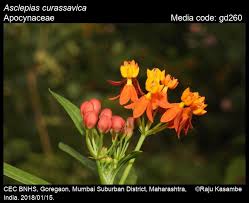 Image result for Asclepias curassavica