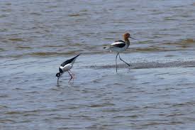 Black neck stilt and Avocet