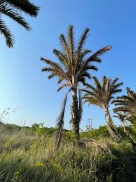 Image result for Raphia sese