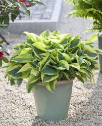 Blaublatt Funkie Die Grande Dame Unter Den Funkien In 2020 Kubelpflanzen Garten Pflanzen Pflanzen