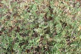 Image result for Grewia pubescens