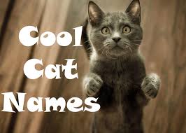 Creative cat names found straight from nature. 105 Cool Cat Names Cat Mania