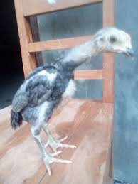 Ayam Bangkok Kualitas Joss Umur 1 Bulan Ayam