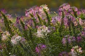 中社花市醉蝶花cleome spinosa in taiwan flowers plants garden