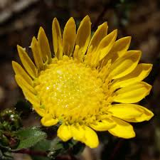 Image result for Gunillaea