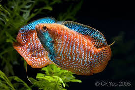 The Dwarf Gourami Is One Of The Most Ubiquitous Freshwater Species In The Aquarium Hobby And Is Unarguably A Tropical Fish Fresh Water Fish Tank Aquarium Fish
