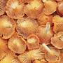 Chanterelle Mushrooms from northspore.com