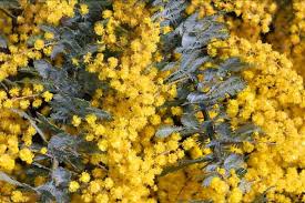 Image result for Acacia montigena