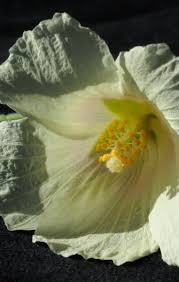 Image result for Hibiscus vitifolius