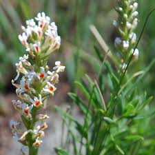 Image result for Hebenstretia