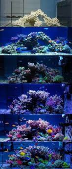Discover now a serene art form! Progression Of A Reef Tank Marine Fish Tanks Saltwater Tank Saltwater Fish Tanks