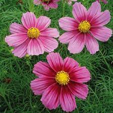 Cosmos Bipinnatus Antiquity Annual Flowers Deer Resistant Annuals Flowers