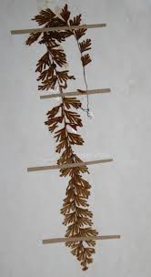 Image result for Hymenophyllum capillare