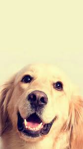 Dog Wallpapers Are Added Beautiful And Cute Dogs For Your Mobile Phone Follow Us On Facebook For More Beautiful W Dog Wallpaper Cute Dog Wallpaper Cute Dogs
