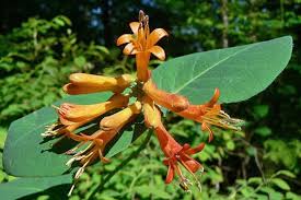 Image result for Lellingeria oosora