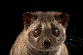 An Asian Palm Civet Paradoxurus Hermaphroditus Philippinensis At The Plzen Zoo In The Czech Republic Asian Palm Civet Animal Articles Animals