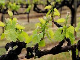 Buds are the small part of the vine that rest between the vine's stem and the petiole (leaf stem). Bud Break In The Vineyards Sonomacounty Com