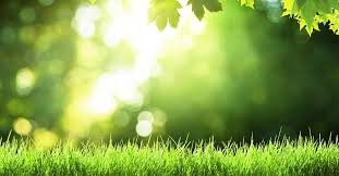 The price of lawn care can vary greatly by region (and even by zip code). Lawn Care Calendar For Cool Season Lawns