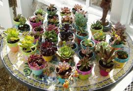 Io uso le piante per il giardino di casa. Piante Grasse L Abc Per Coltivarle In Casa