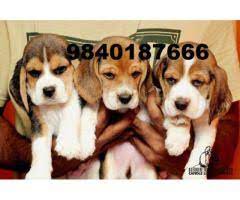 Beagle puppy price (kci registered): Beagle Puppies For Sale In Chennai 9840187666 Chennai Dogs For Sale Adopt Buy Sell Kci Certified Puppies Online