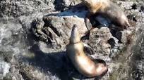 Rescuers free a sea lion from plastic strap with help from a drone