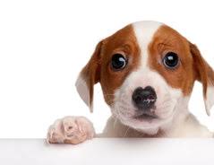 Hundebett hunde couch hundebett selber bauen hunde bett. Agility Wippe Bauanleitung