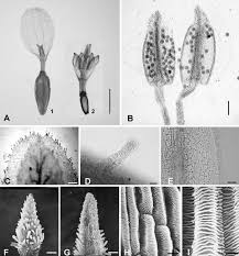 Image result for Hirpicium gracile