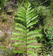 Image result for Vahadenia