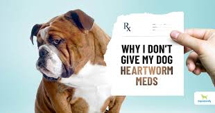 In some cases, it will pass out unexpectedly, and death usually follows soon after, sometimes in as little as a day. Why I Don T Give My Dogs Heartworm Meds And Why You Shouldn T Either