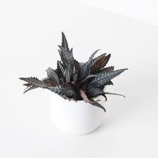 Image result for Pilea johnstonii