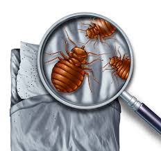 More about dodson pest control bed bug treatment. Signs You Might Have Bed Bugs Tips To Find Whats Pestering You