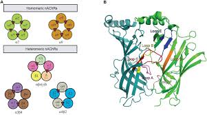 Differential acetylcholine release in the prefrontal cortex and hippocampus during pavlovian trace and delay conditioning. Frontiers Structure Function Of Neuronal Nicotinic Acetylcholine Receptor Inhibitors Derived From Natural Toxins Neuroscience