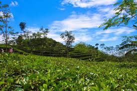 Harga tiket masuk kebun teh nglinggo sangat murah hanya 3000 rupiah saja. Sejuta Pesona Yogyakarta Wisata Kebun Teh Nglinggo Di Kulon Progo