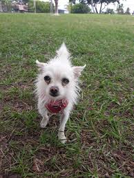 My sleepyhead girl Desi ❤️