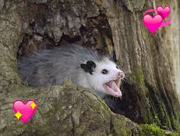 Opossum keeps eating the cat foods that i put outside. How Opossums Hissed Their Way Into Our Hearts By Rae Paoletta Tenderly
